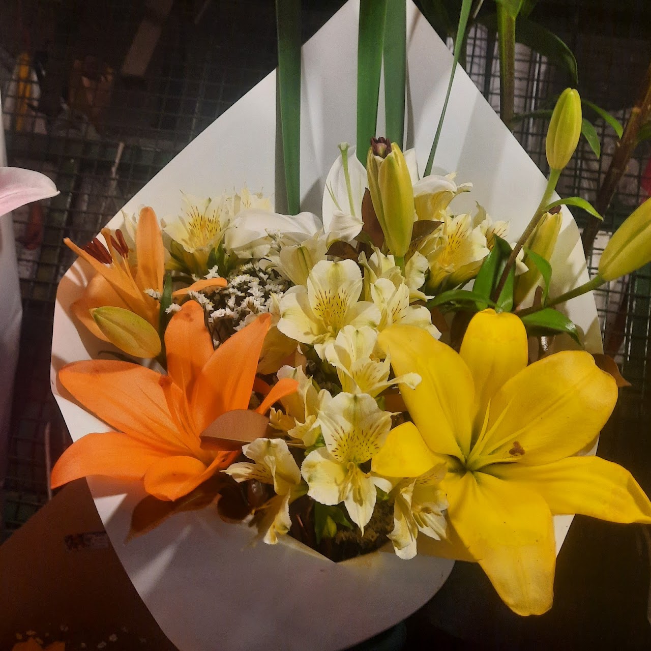 Colección de plantas de interior